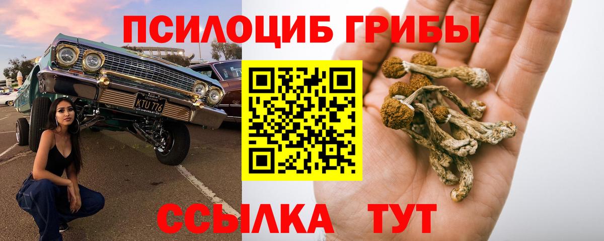 Тосно  Псилоцибиновые грибы Psilocybine cubensis  Вход с VPN 